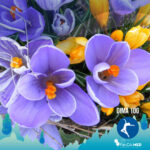 fiori di bach per dimagrire in menopausa