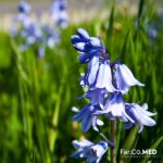 radice-di-genziana
