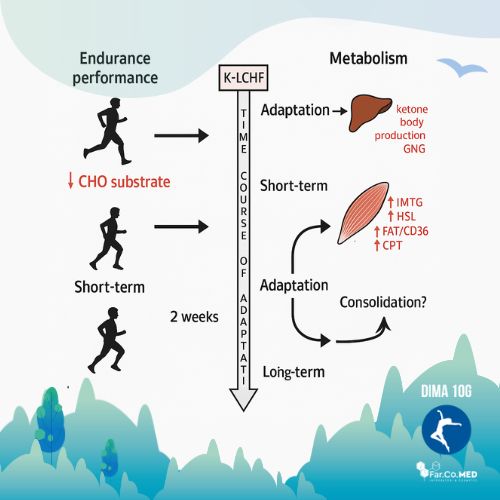 Diagramma scientifico che illustra il percorso di adattamento metabolico nella dieta chetogenica e sport per la performance di endurance, mostrando la produzione di corpi chetonici e l'ossidazione dei grassi a breve e lungo termine.